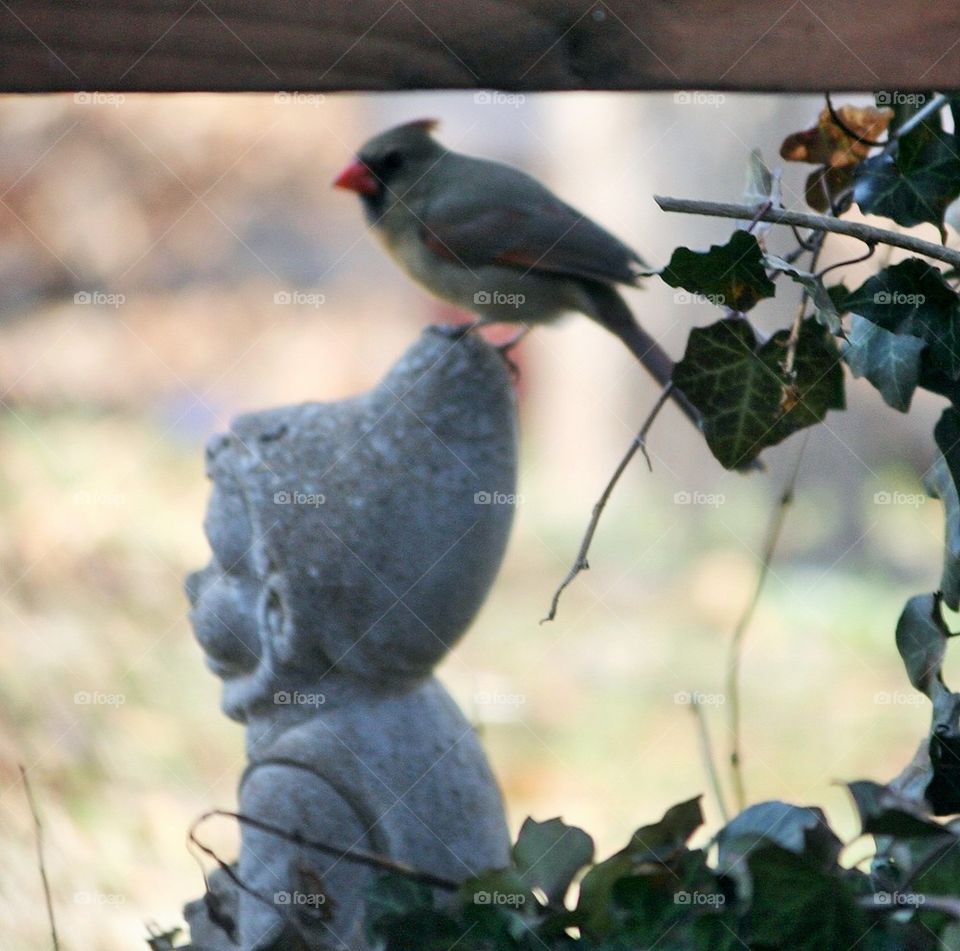 Statuesque Bird 