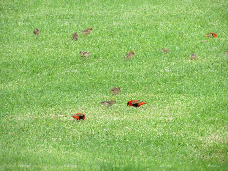 birds in grass