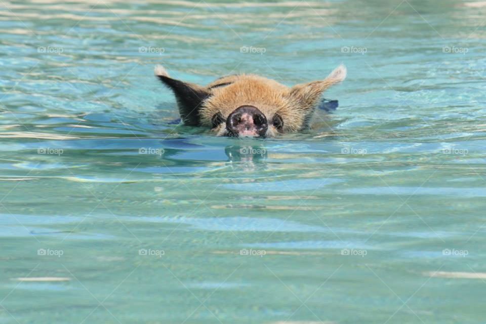 Swimming pigs in the Bahamas