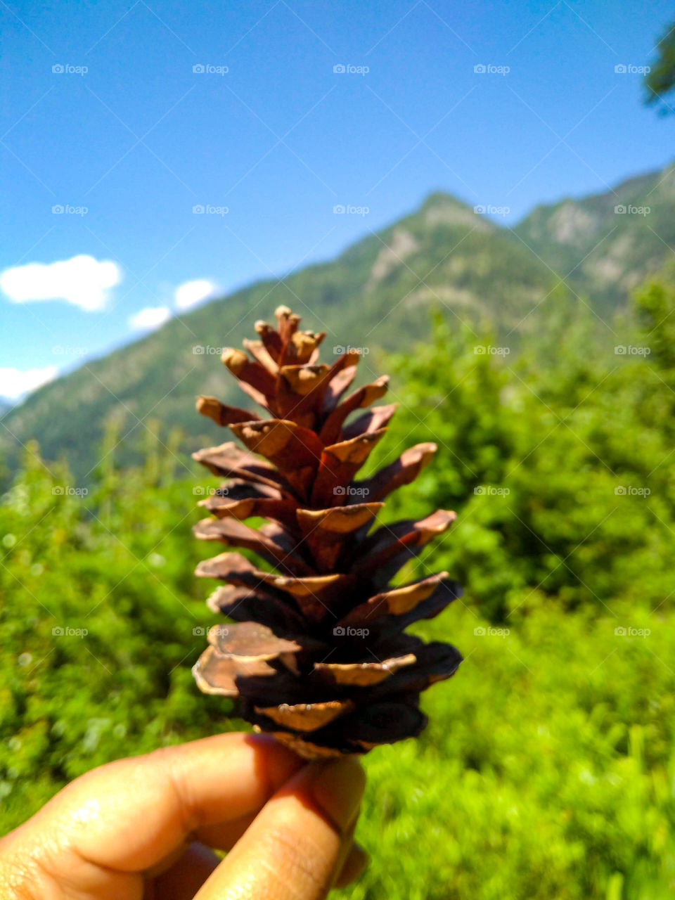 The great Himalayan Pine