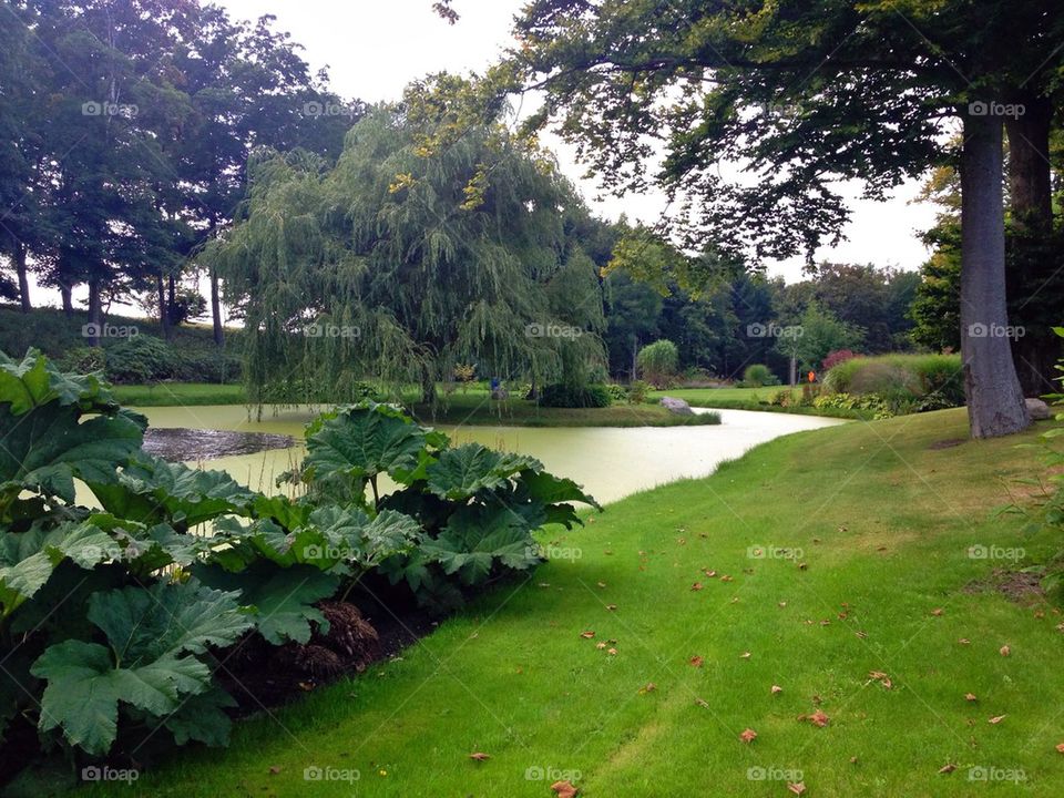 Park, nature, water, tree,