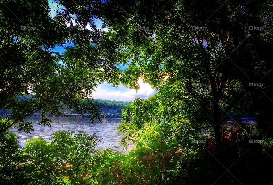 A window to the water. The bushes created a natural window to the river 