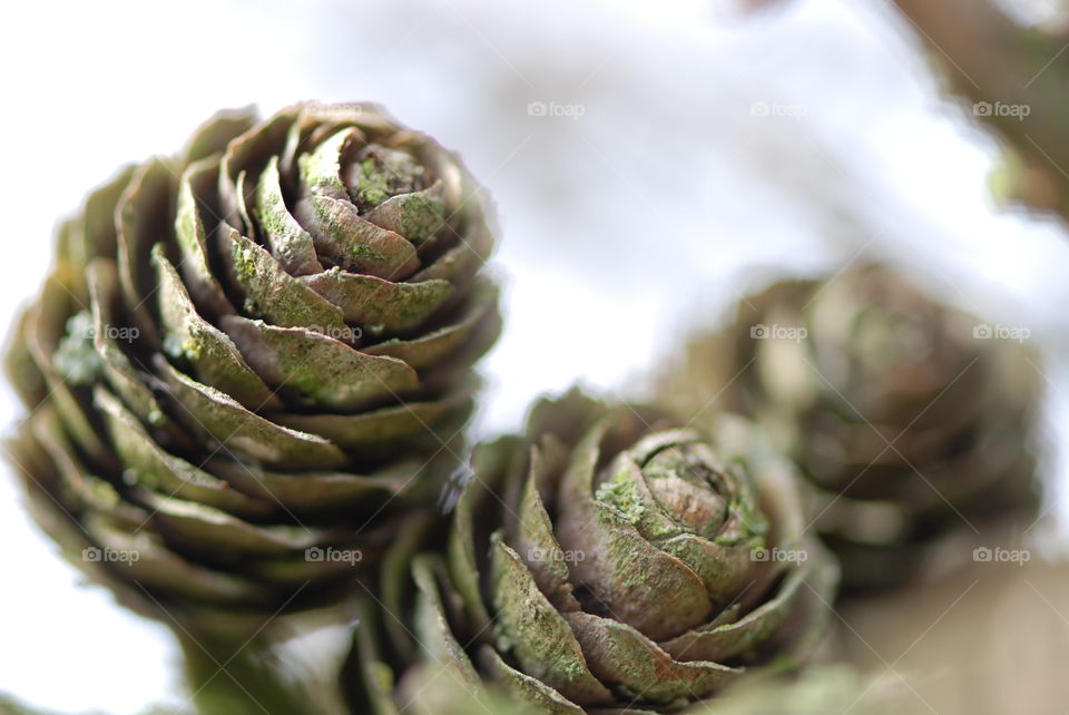 Close-up of pine cone