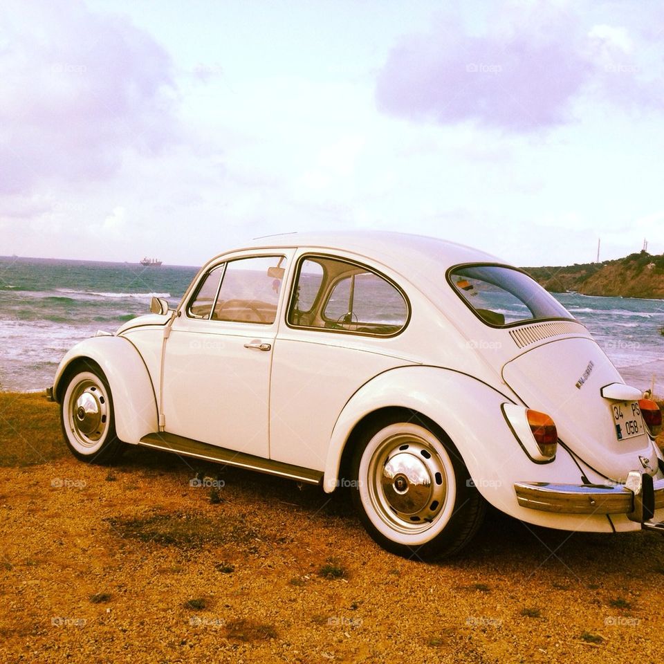 White beetle near the sea
