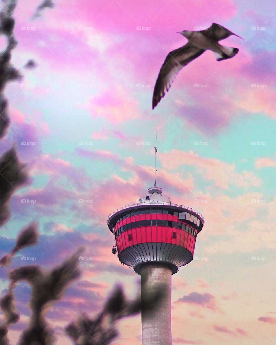 Calgary tower 
