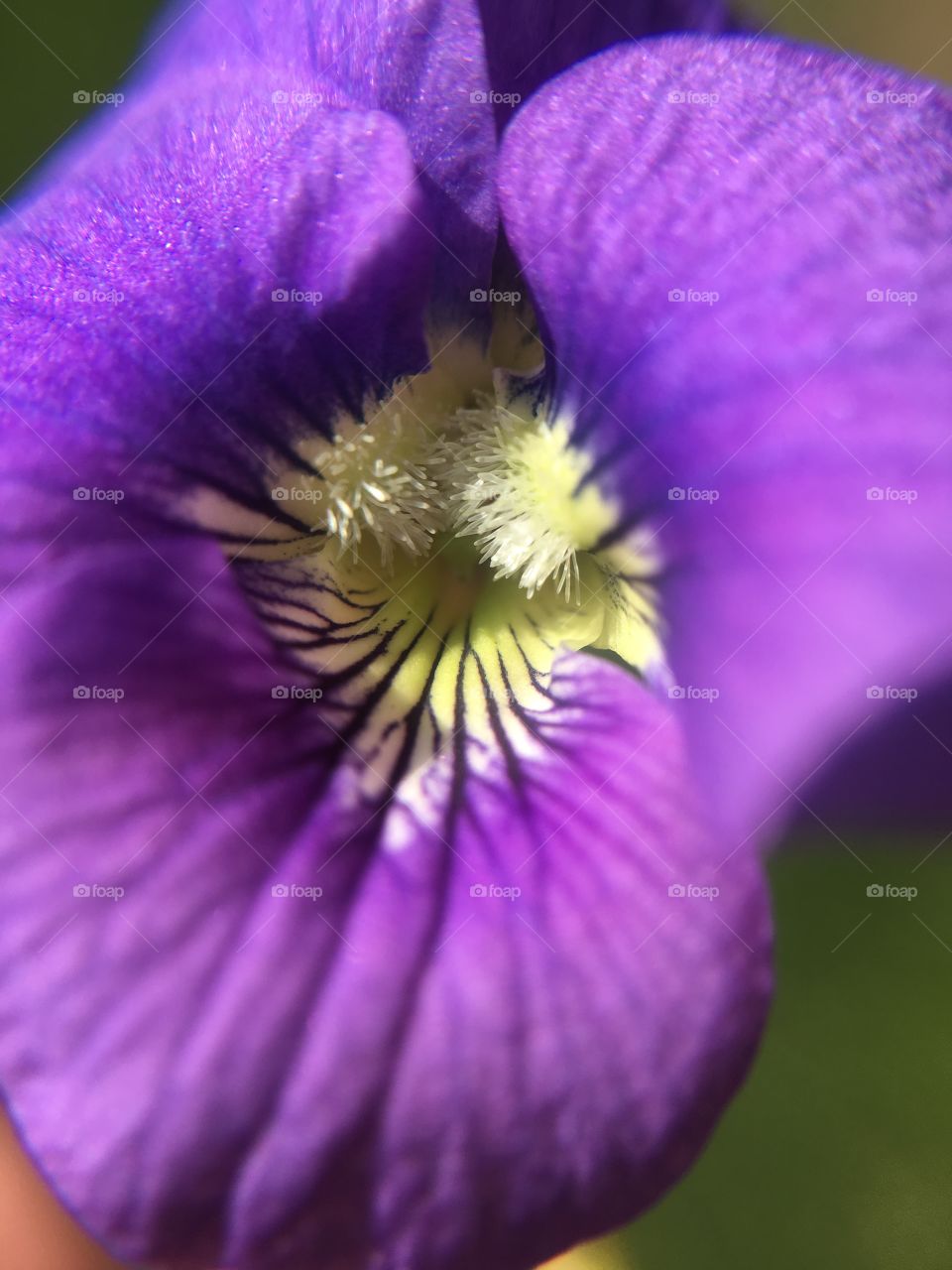 Purple violet closeup