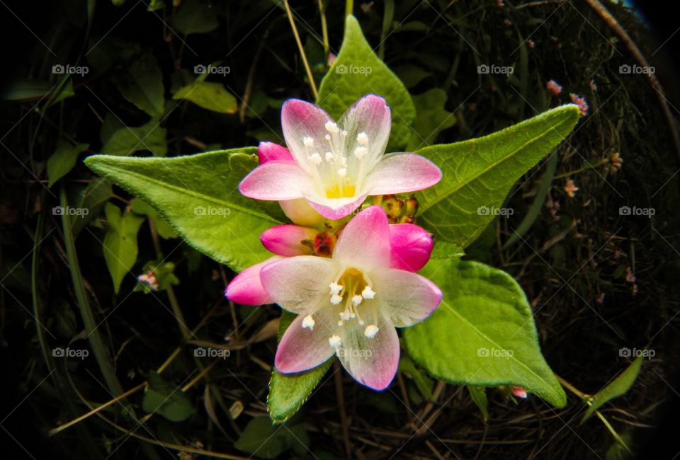 Flowers