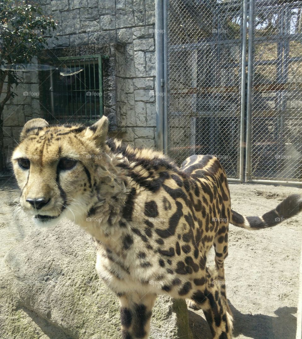 Cheetah from Tama Zoo, Japan