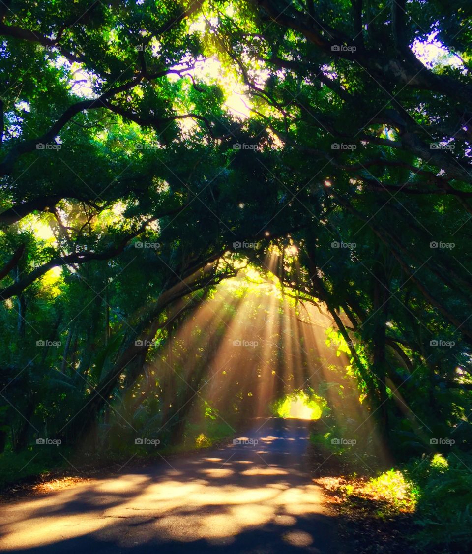 Scenic view of road through tree tunnels