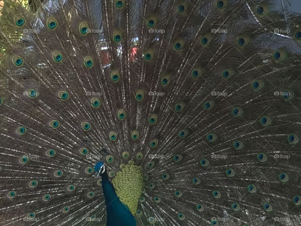 Peacock, Peafowl, Bird, Feather, Pattern