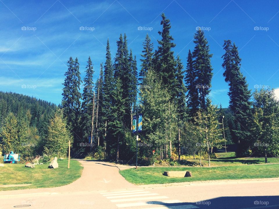 Large sum peaks trees! 