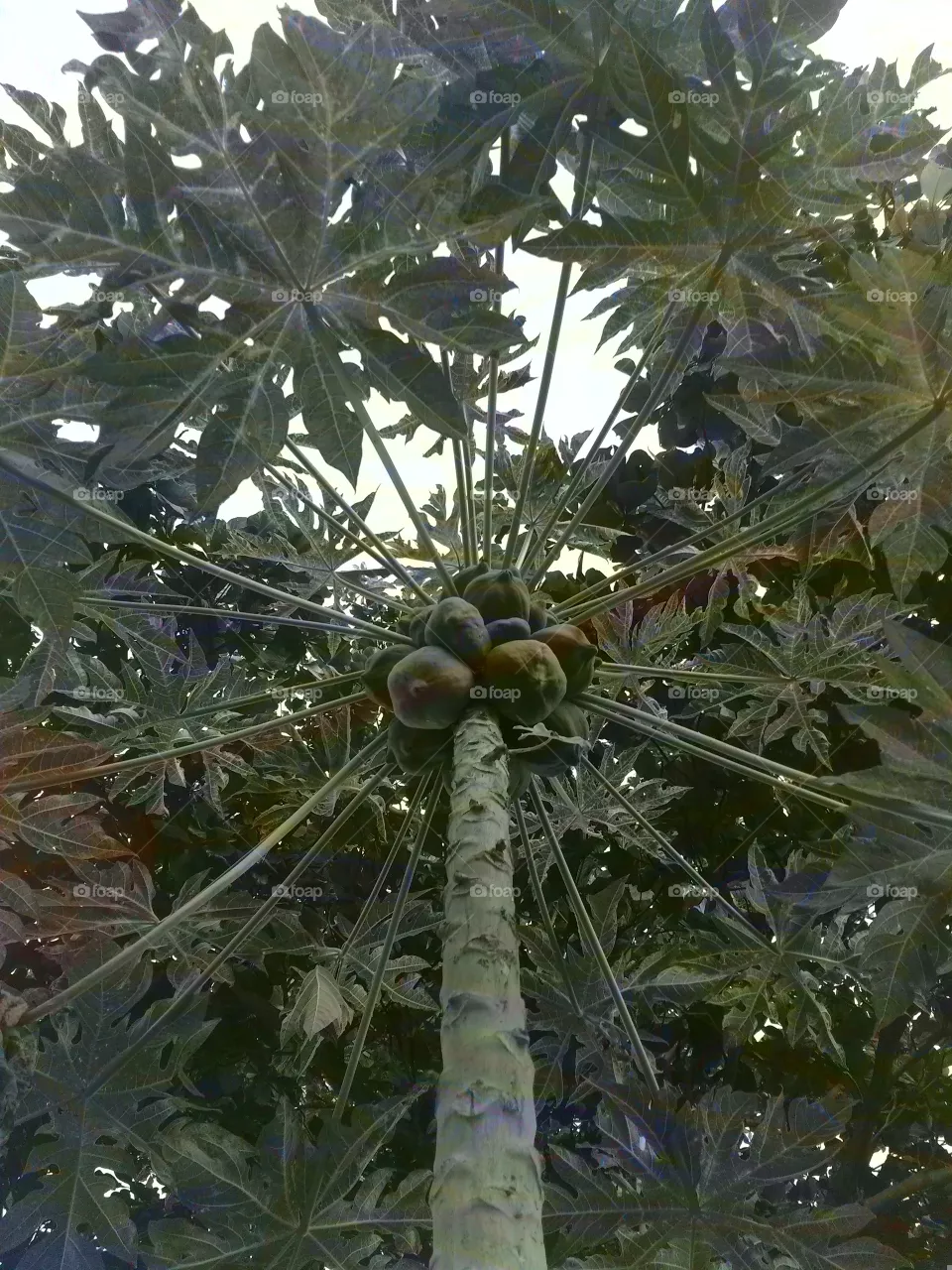 lindo