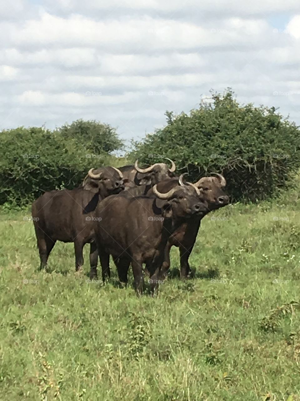 Water Buffalo Kenya Africa