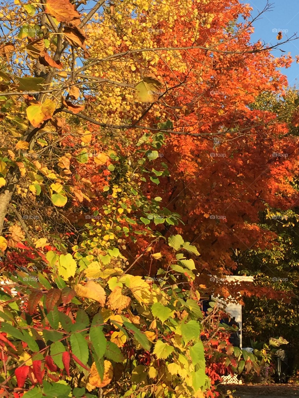 Beautiful Fall Leaves in Beautiful Fall Colors 