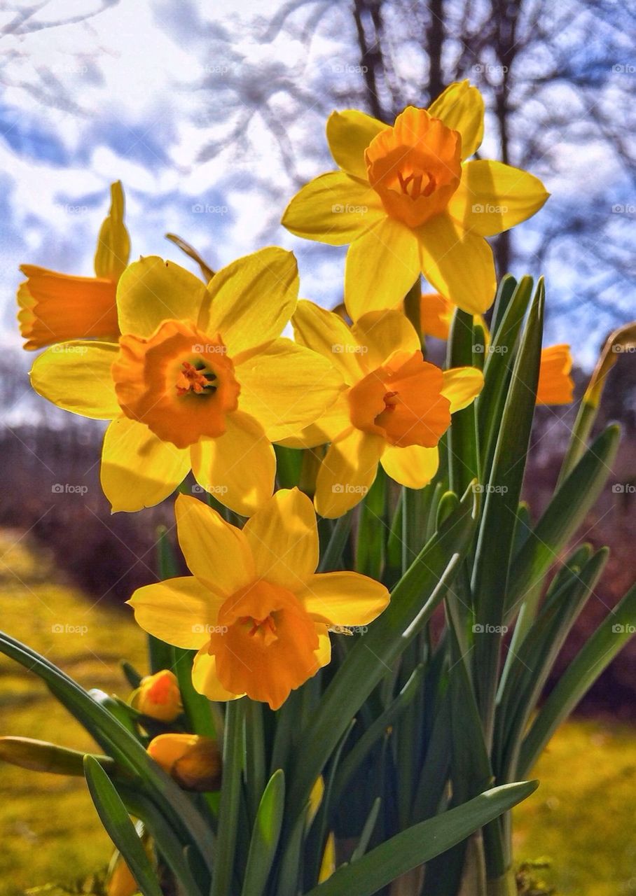 Close-up of Daffodil flowers