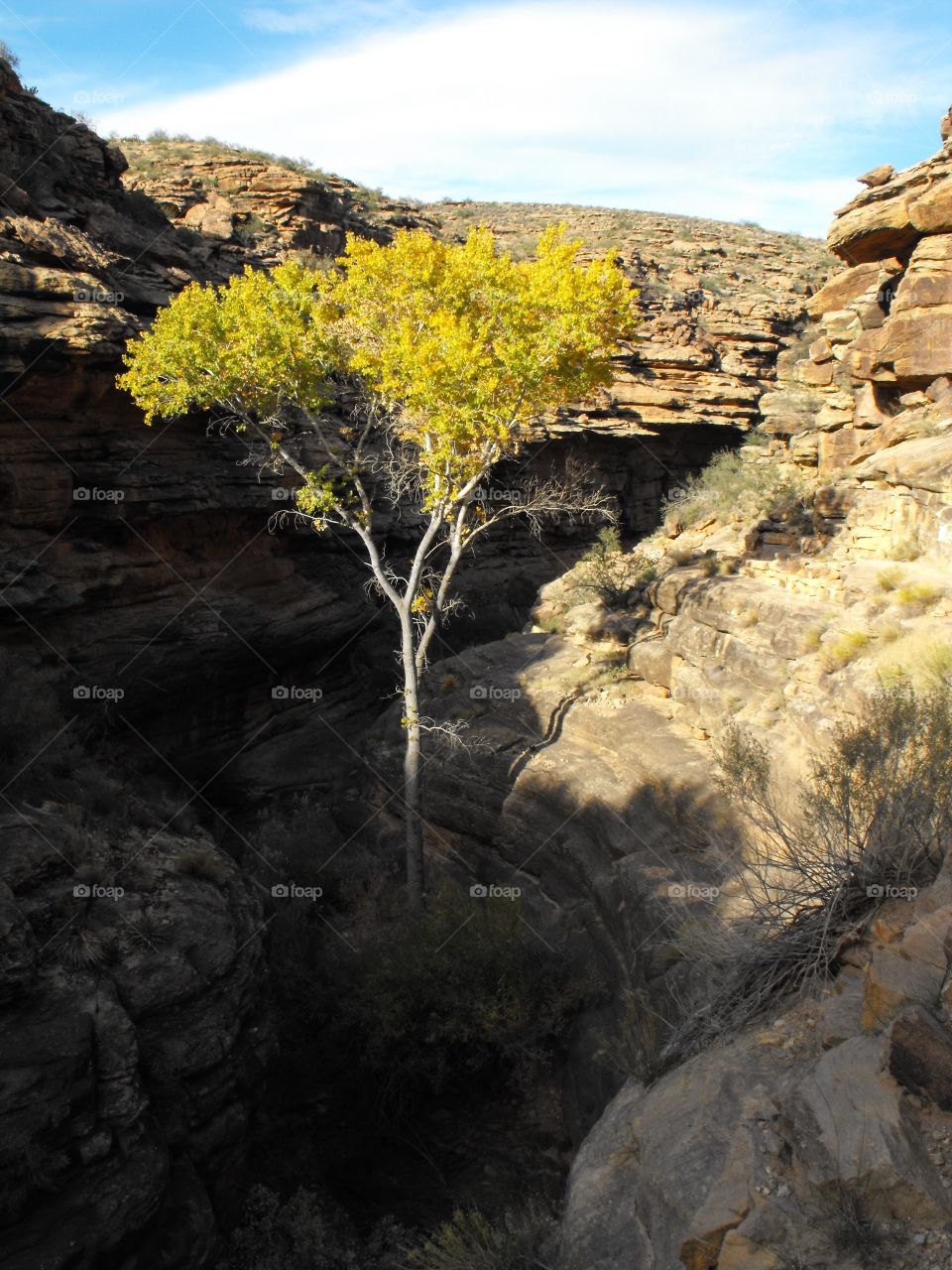 Autumn down in the Grand Canyon