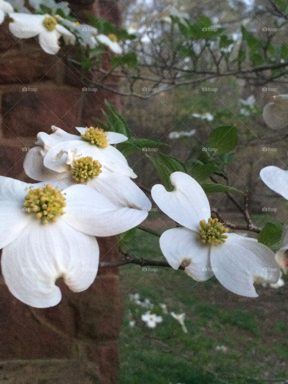 Freshly-bloomed Virginia Dogwood flowers, the State Flower of VA and the most beautiful flower on earth