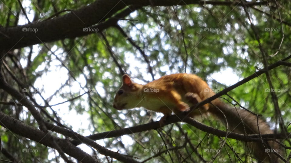 wild nature of the Urals in Russia, wild squirrel on a tree in the forest