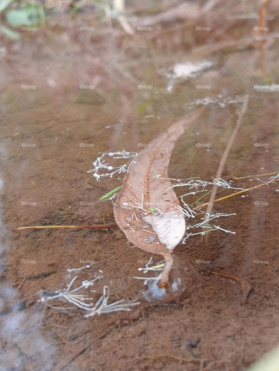 Camouflaging grasshopper among dry leaves and summer 🏝️🏝️