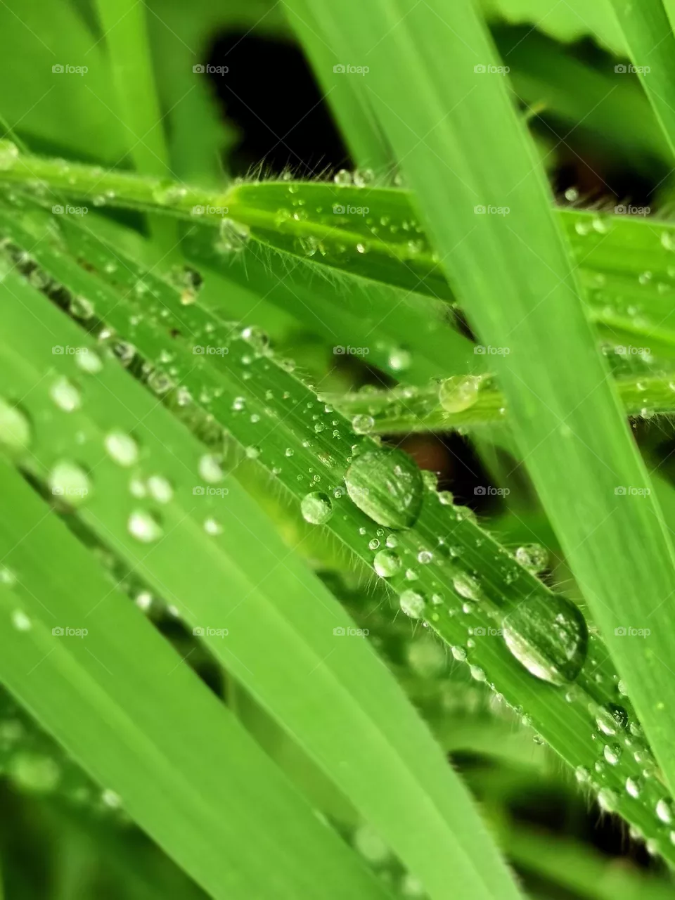 greenary infinite