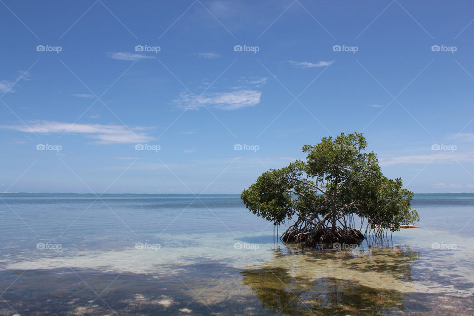 ocean tree water sea by idanos
