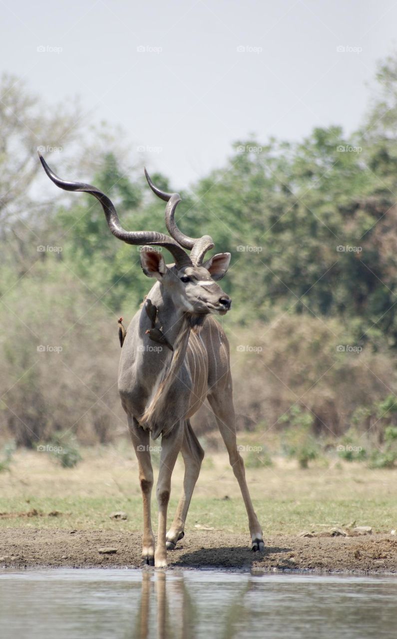 A kudu covered in ox pecker birds at the watering hole in Kavinga 