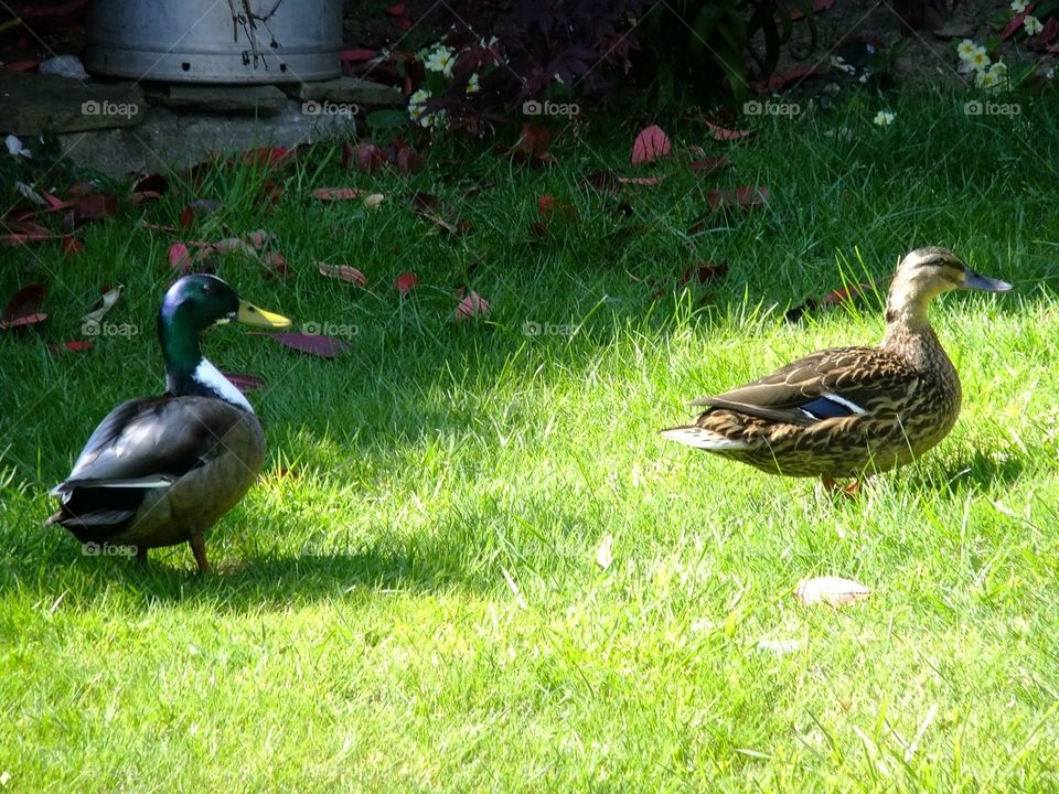 Quackers in the garden 