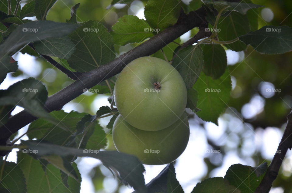 Fruit, Leaf, Nature, Tree, Food