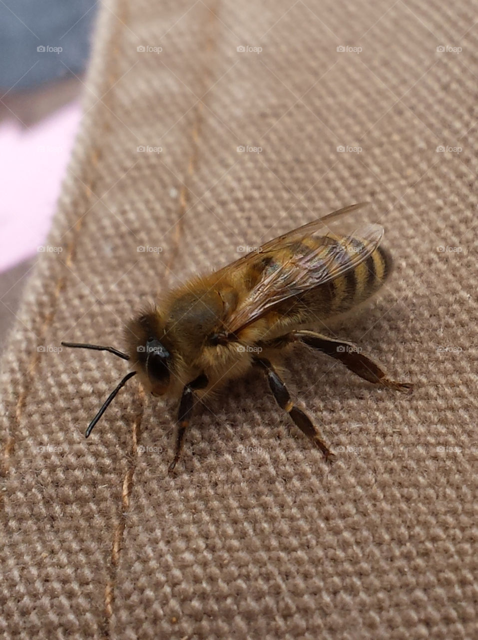 Honey bee. Honey bee landed on a canvas jacket