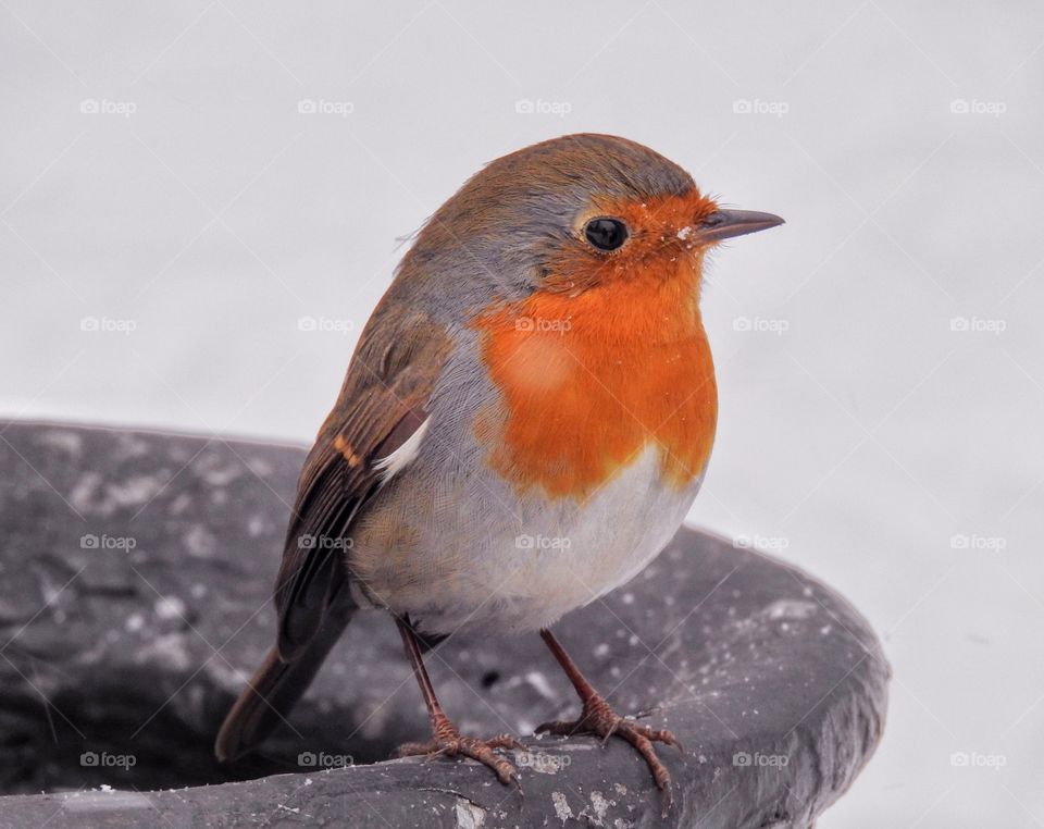 Robin 