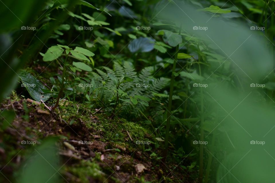 Fairy tunnel in the forest