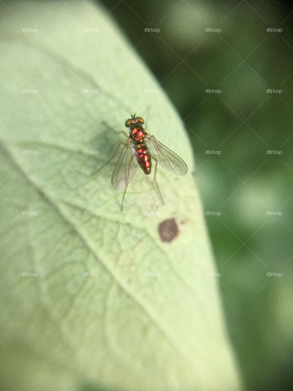 Tiny scintillating  fly in sunshine