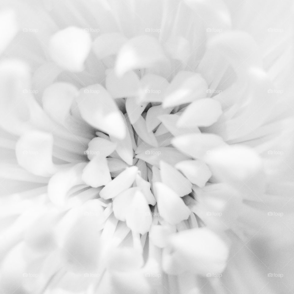 white flower close up