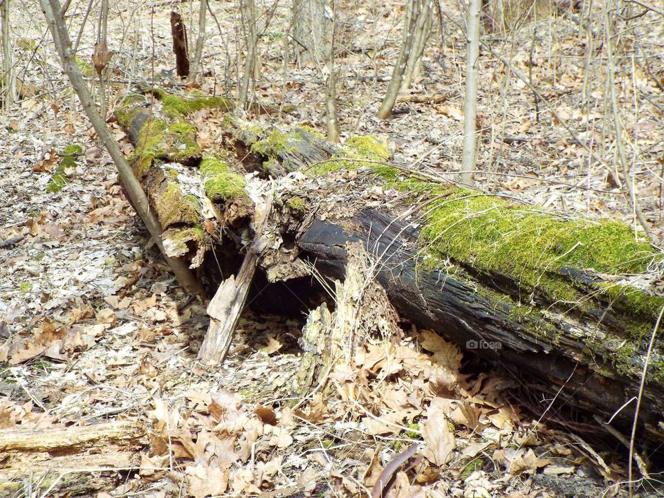 Taking a walk through the woods