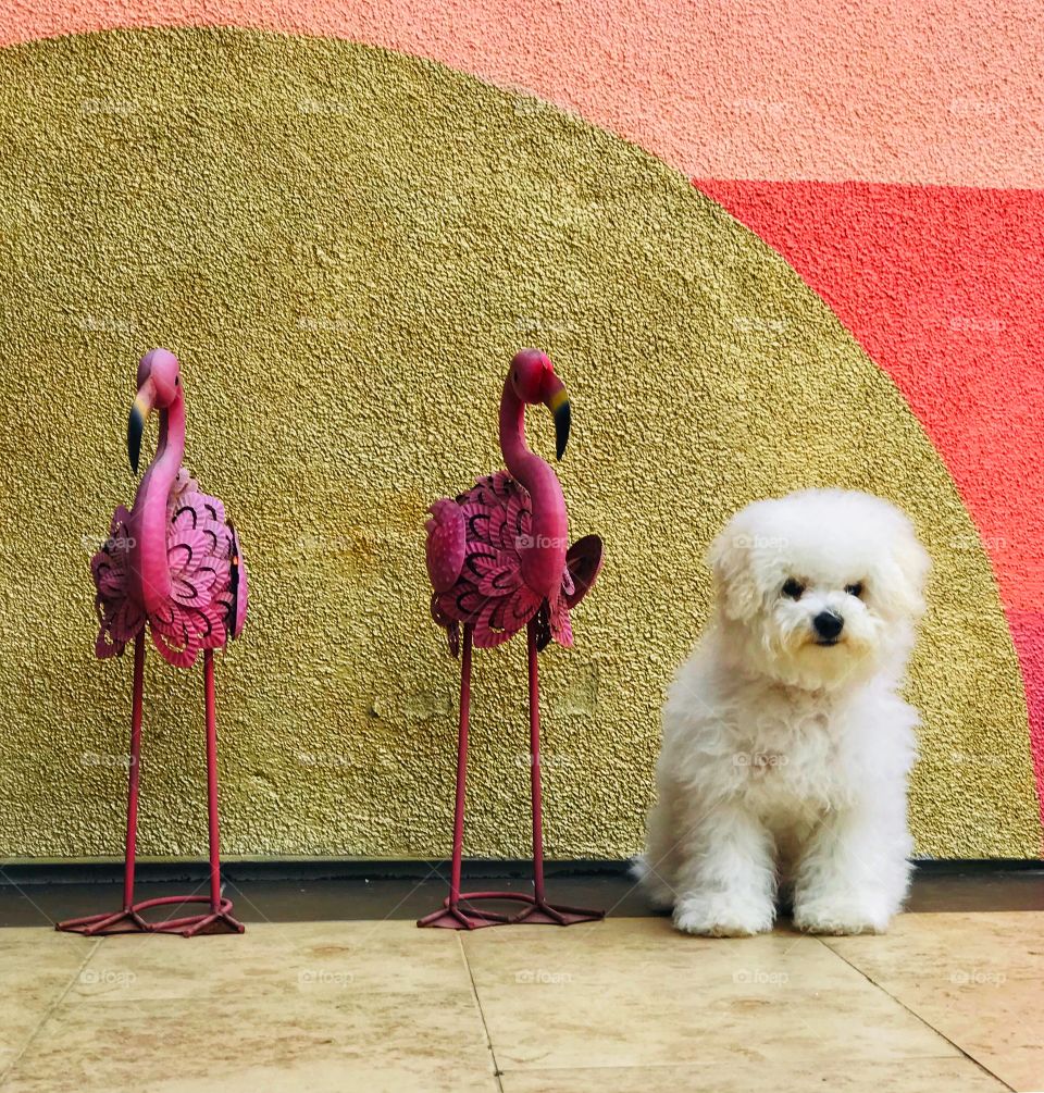 A furry puppy joins flamingo sculptures before a shimmery gold, salmon and peach wall. 