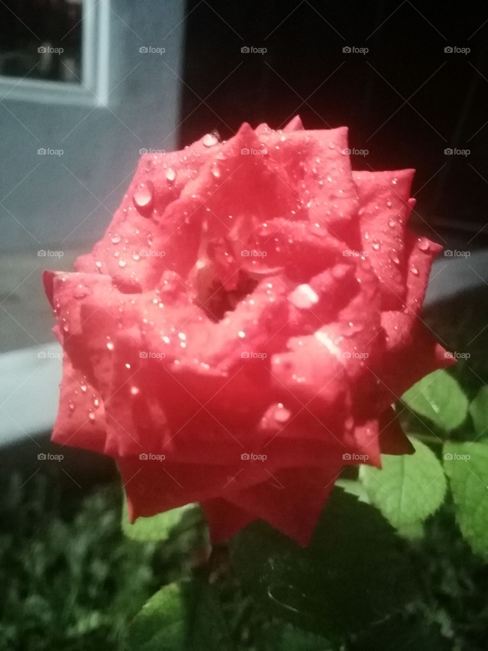 Due drops on Rose petals