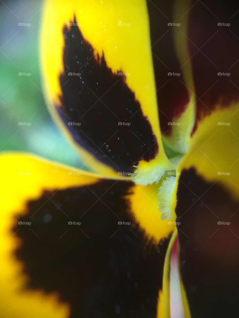 Pansy closeup