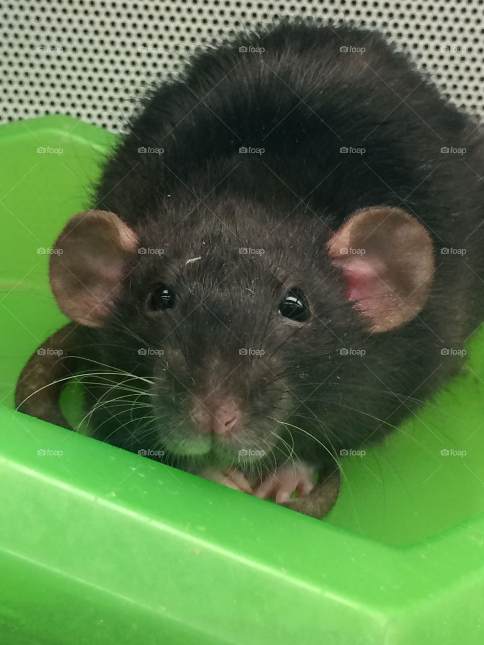 Black rat. Cute rat at the pet store kept staring at me