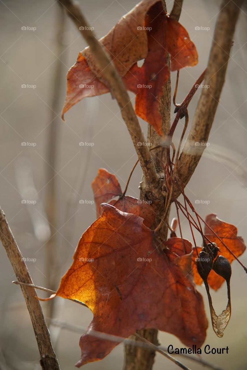 Maple leaf and seeds stuck on an old branch