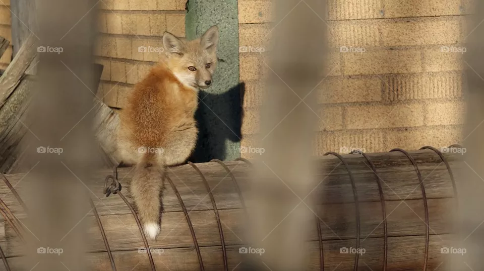 Baby Fox