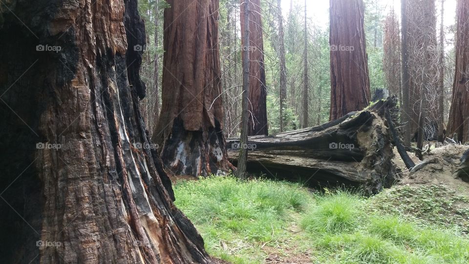 burn marks on giant sequoias