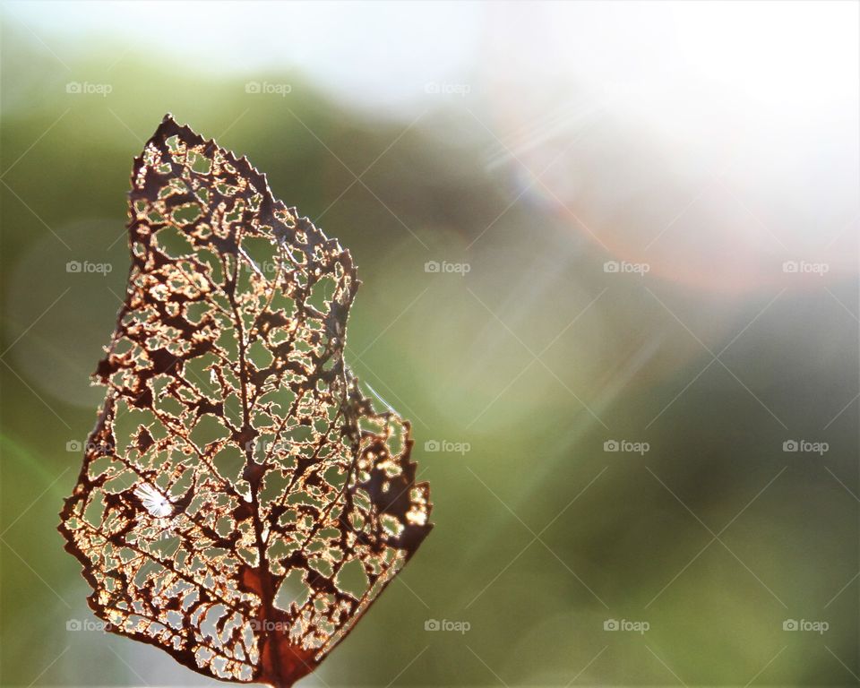 leaf turned to a lattice.