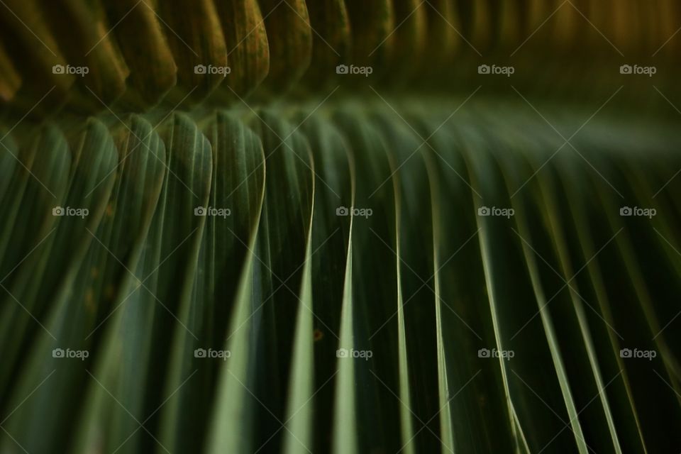 Leaf of palm