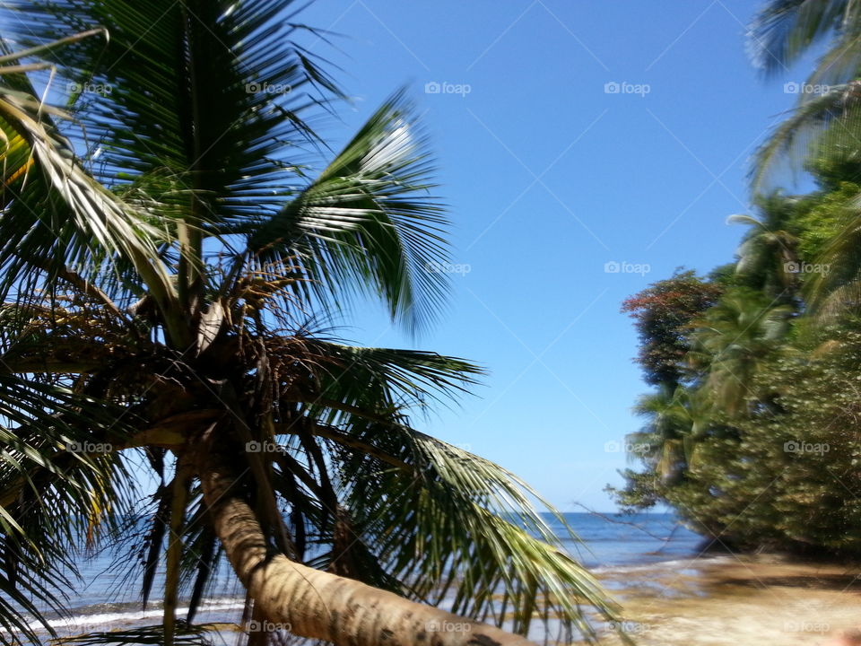 Beach, No Person, Tree, Tropical, Summer