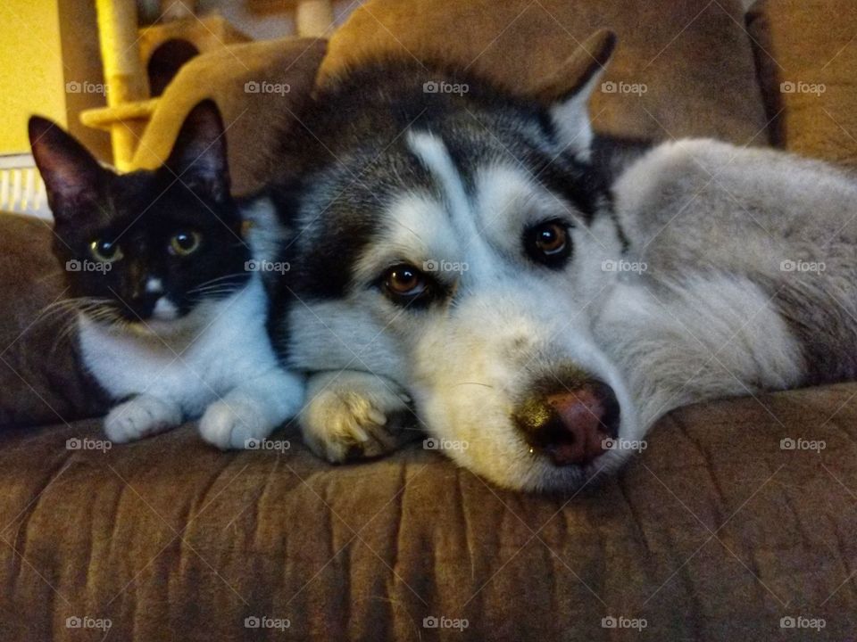 Dog and cat best friends