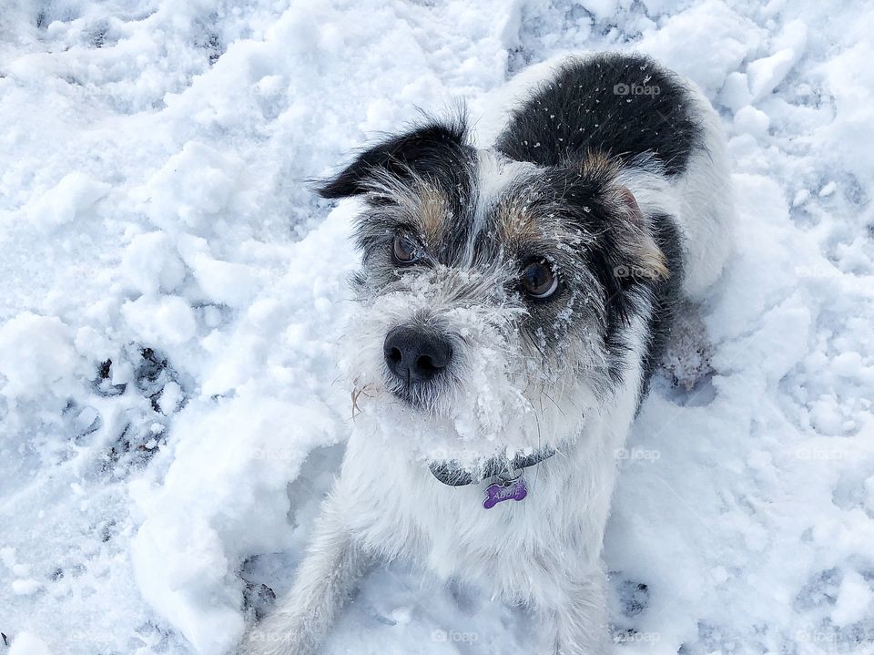 Dog in white snow