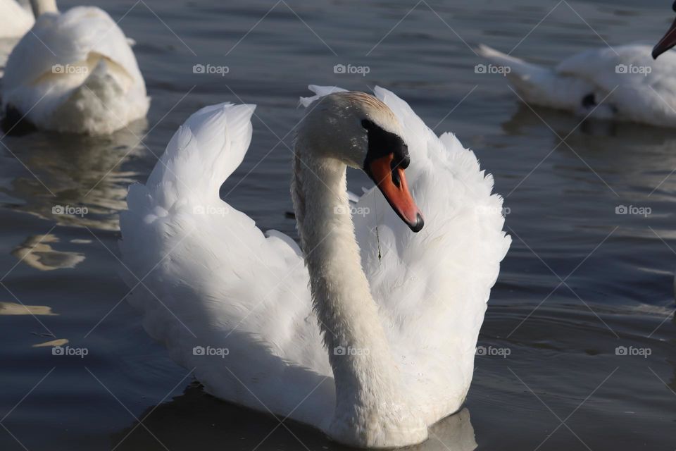 A white swan