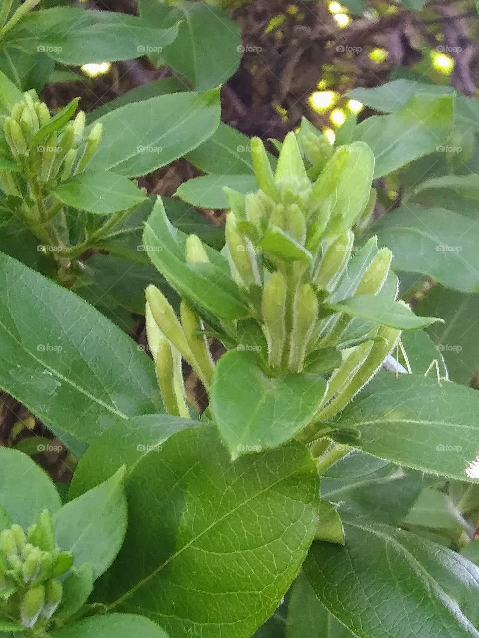 budding honeysuckle