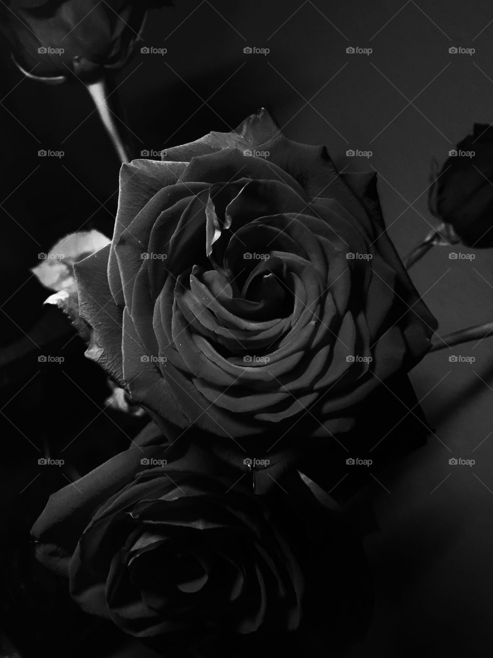 Sad black and white rose as it ages and it’s life comes to an end. A dark background with light overhead gently illuminates the rose and reveals its shadow.