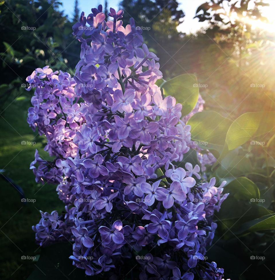 Lilacs in mom’s garden 